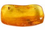Detailed Fossil Spider, Fly And Wasp In Baltic Amber #73381-4
